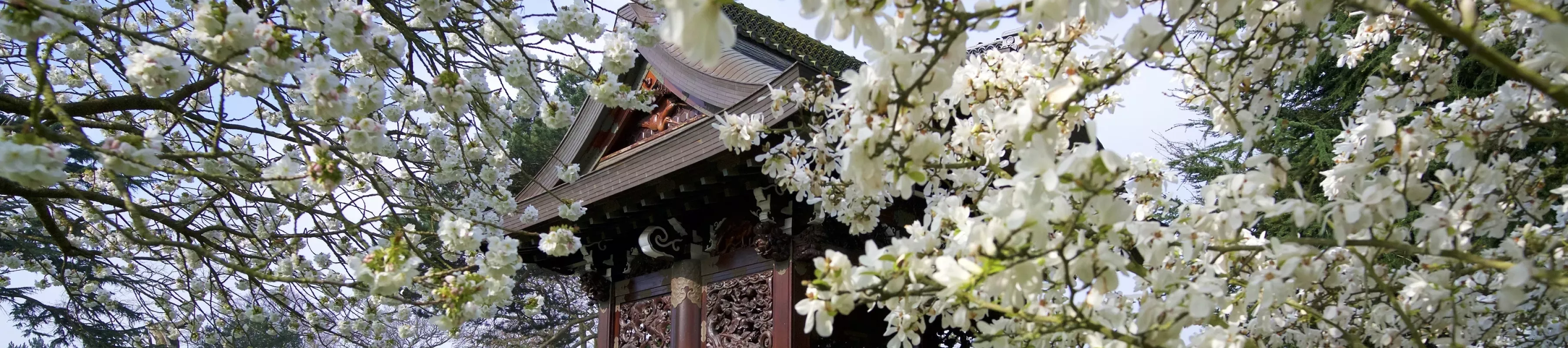 Japanese Gateway in spring