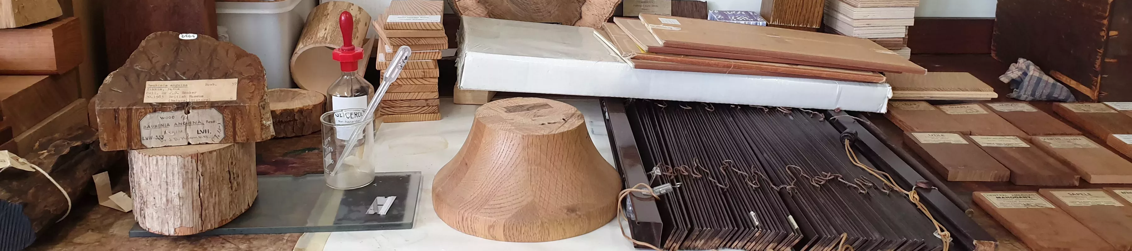 Wood samples in Jodrell Laboratory