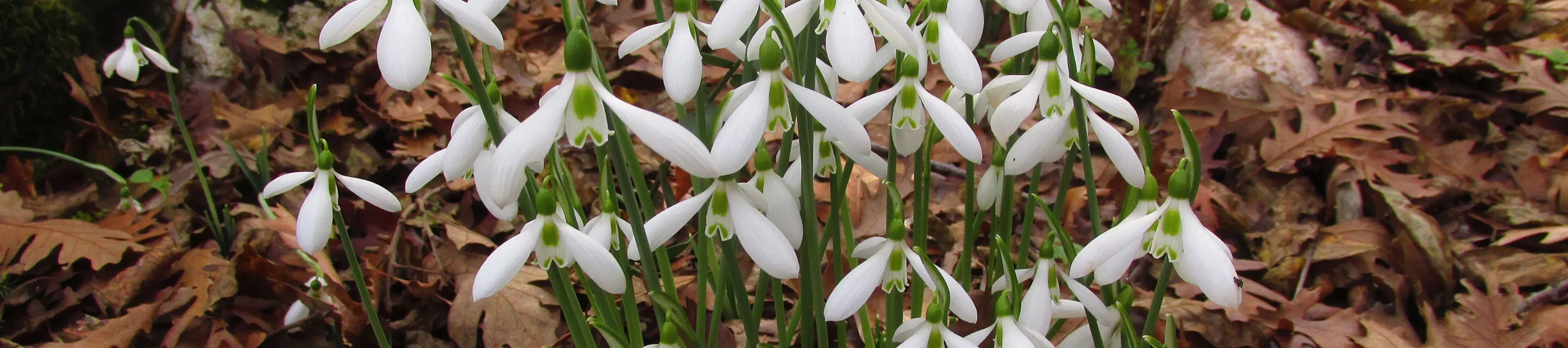 Close up of a cluster of new snowdrops