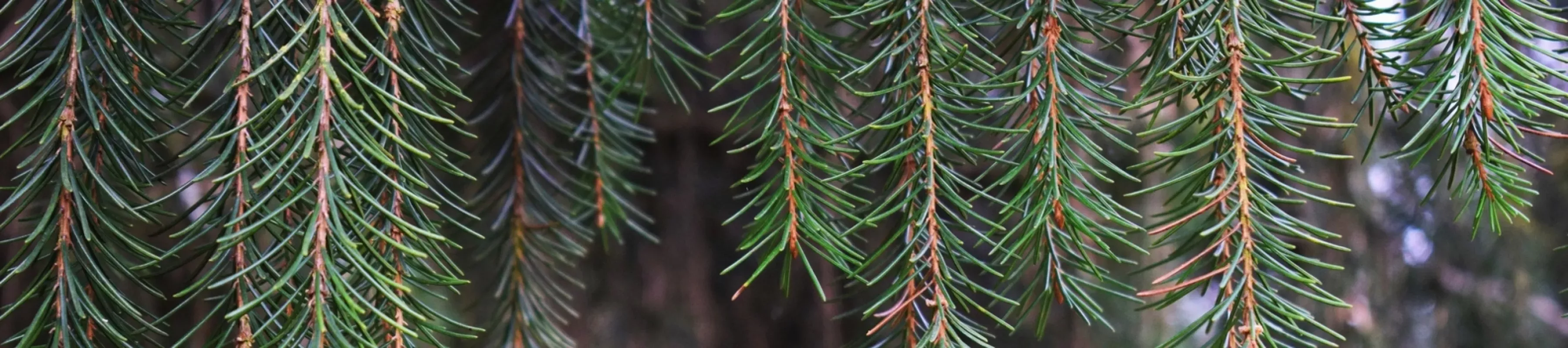 A close up of pines hanging from a tree