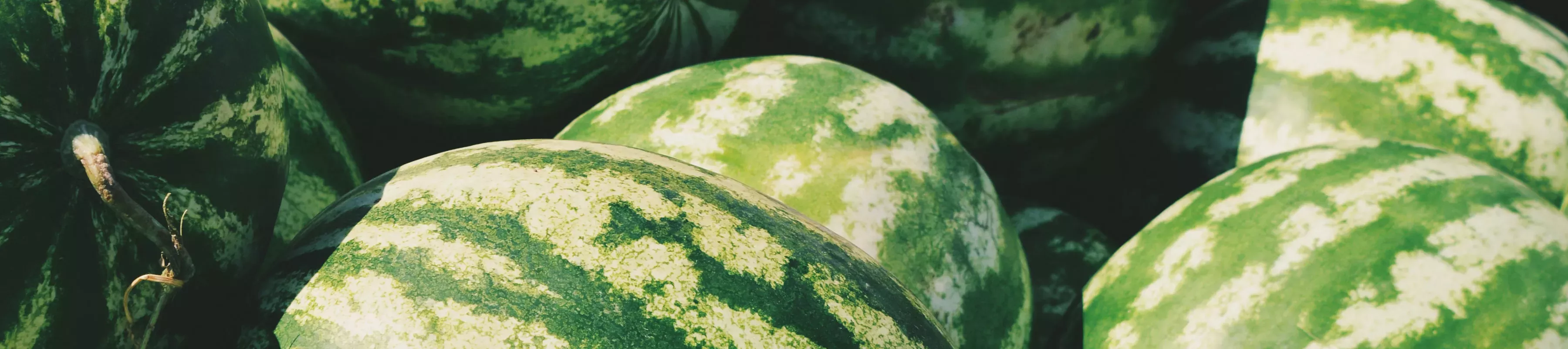 Green watermelons close up
