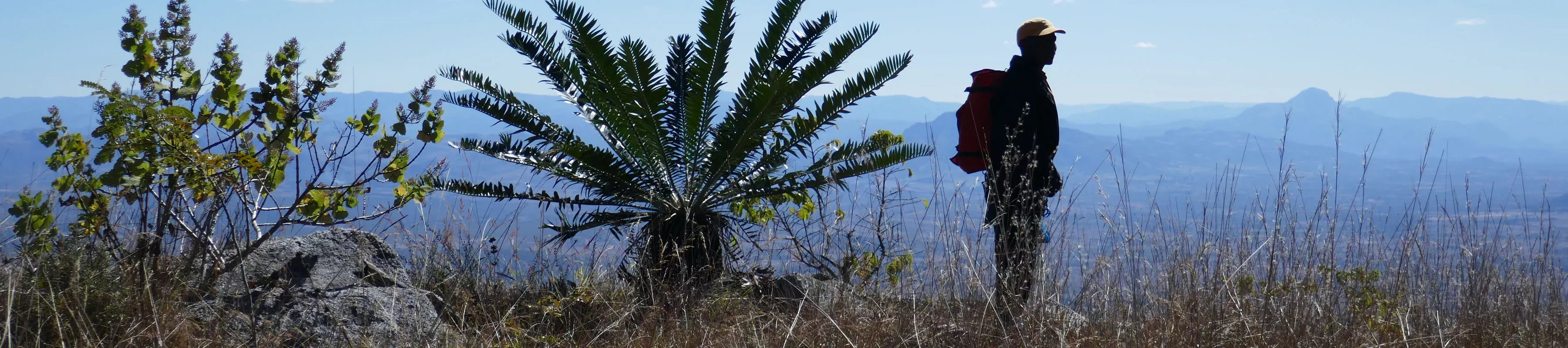 Man stood on a mountain next to large cycad