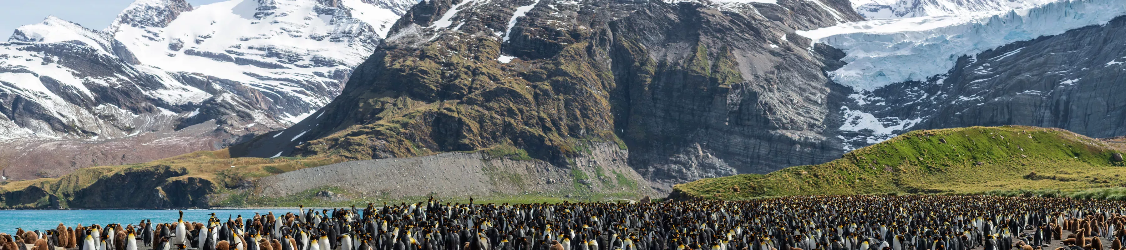 A beach crowded with penguins infront of a mountainour landscape
