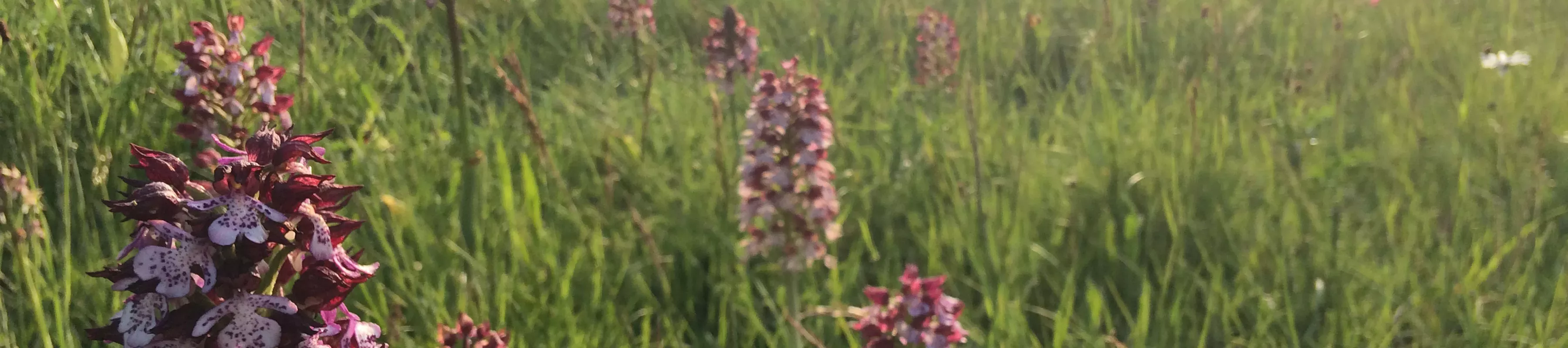 Field with purple orchids in