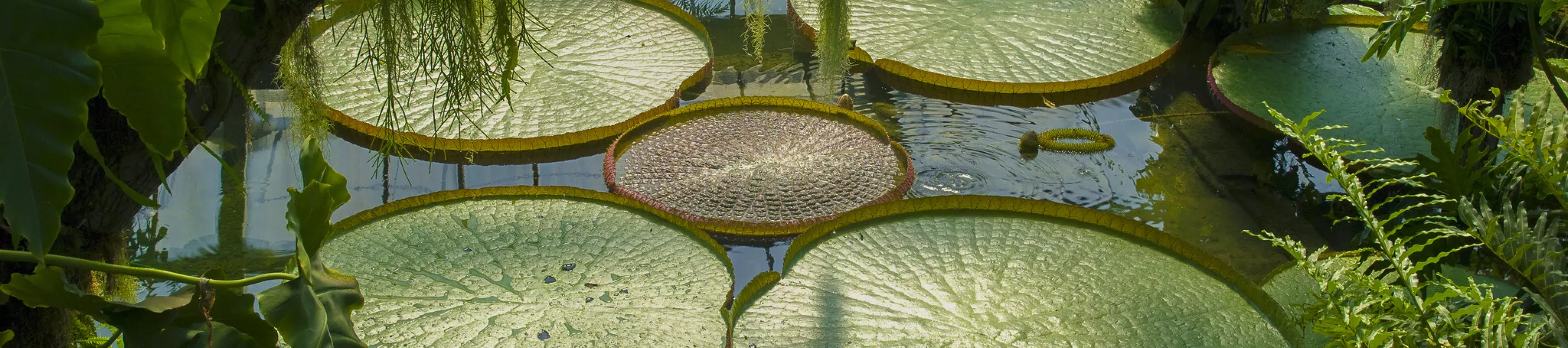 Victoria Amazonica waterlily in the Princess of Wales Conservatory