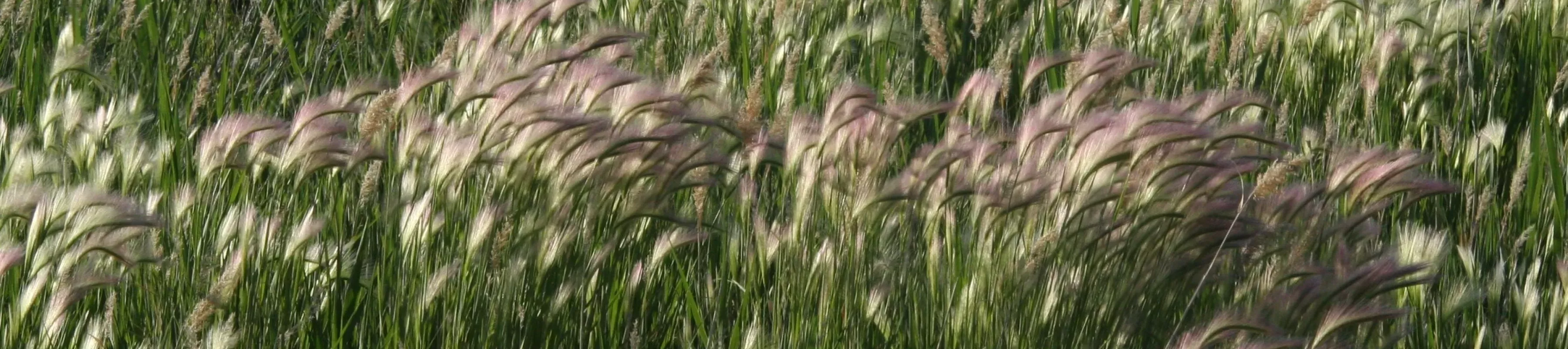 Swaying purple and green grasses in prairie