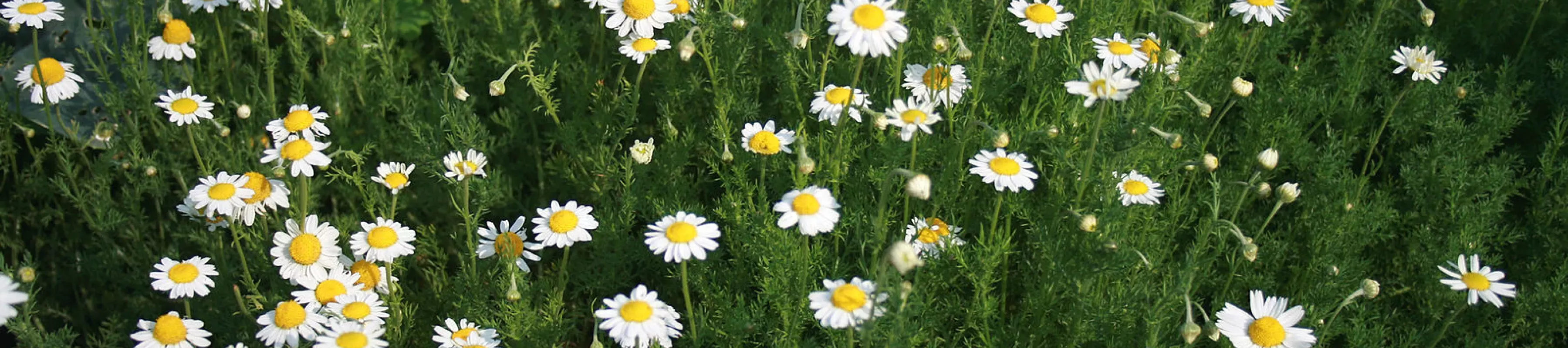 Finely divided, green leaves and white, daisy-like flowers with a yellow centre of chamomile plants.