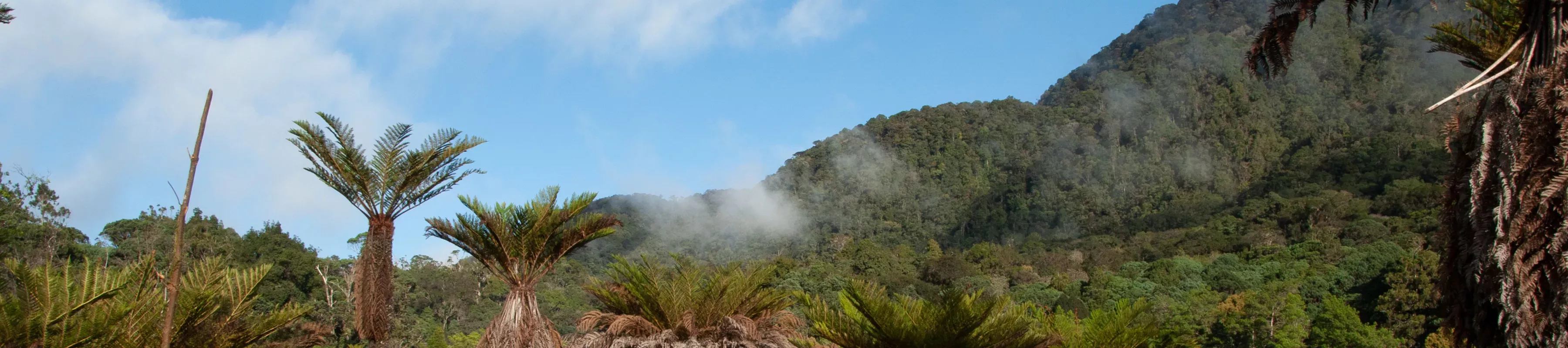 Tree ferns in New Guinea