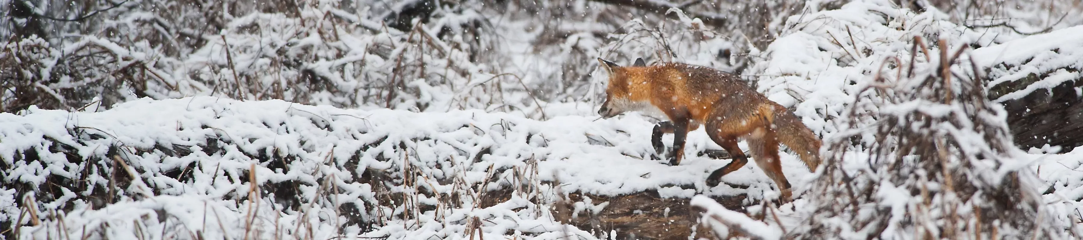 Red fox (Vulpes vulpes) in snow