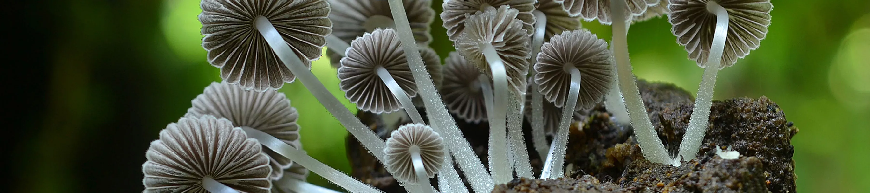 Small umbrella-like grey fungi Coprinellus disseminatus