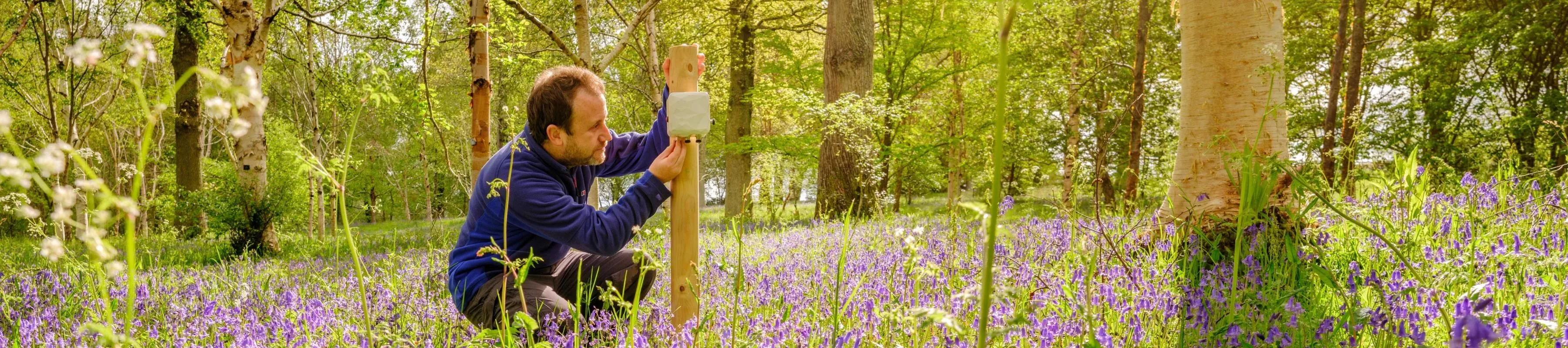 A scientists crouches amongst bluebells examining some measurements