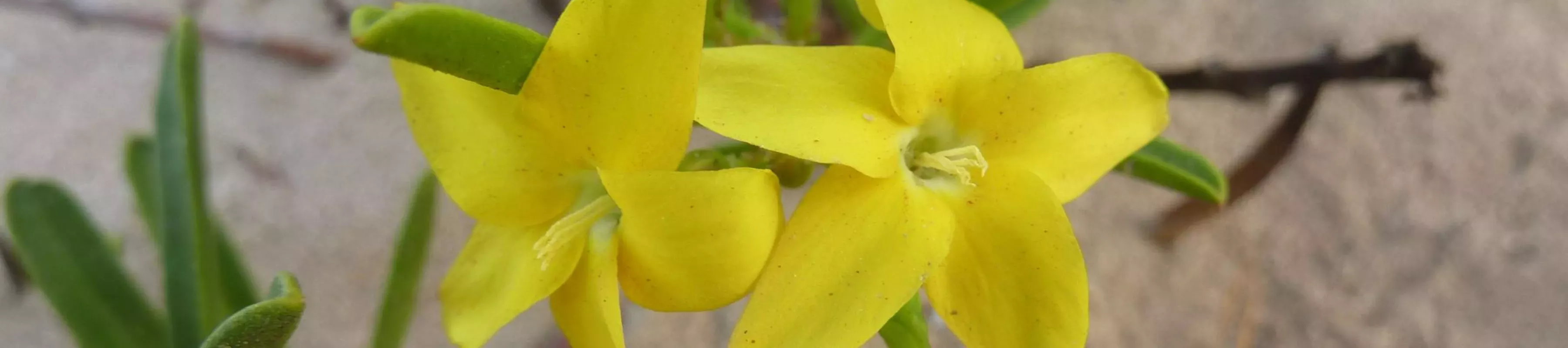 Two bright yellow flowers of Skytanthus acutus Meyen. 