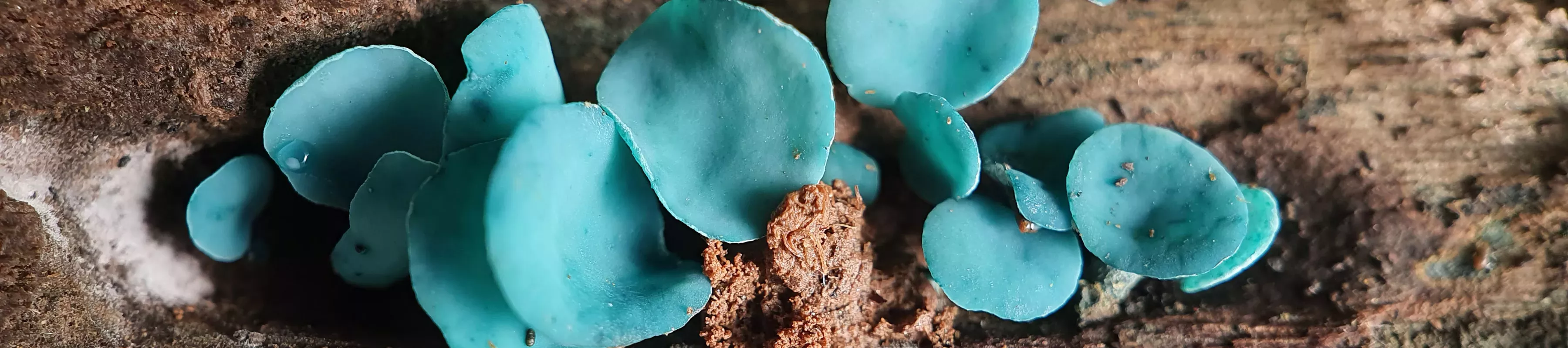 Small delicate petal-like blue fungi on a log