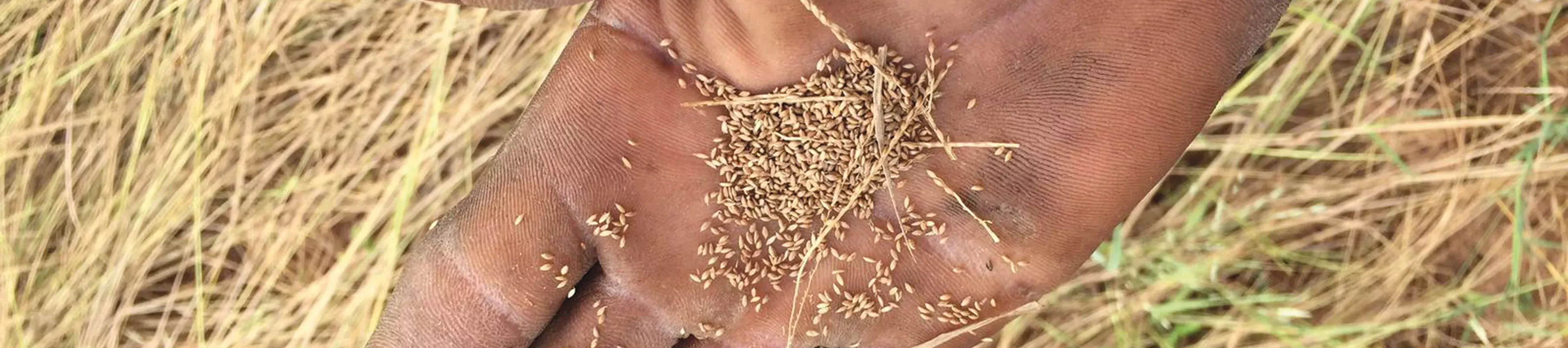 An open hand with small grains of Digitalis exilis 