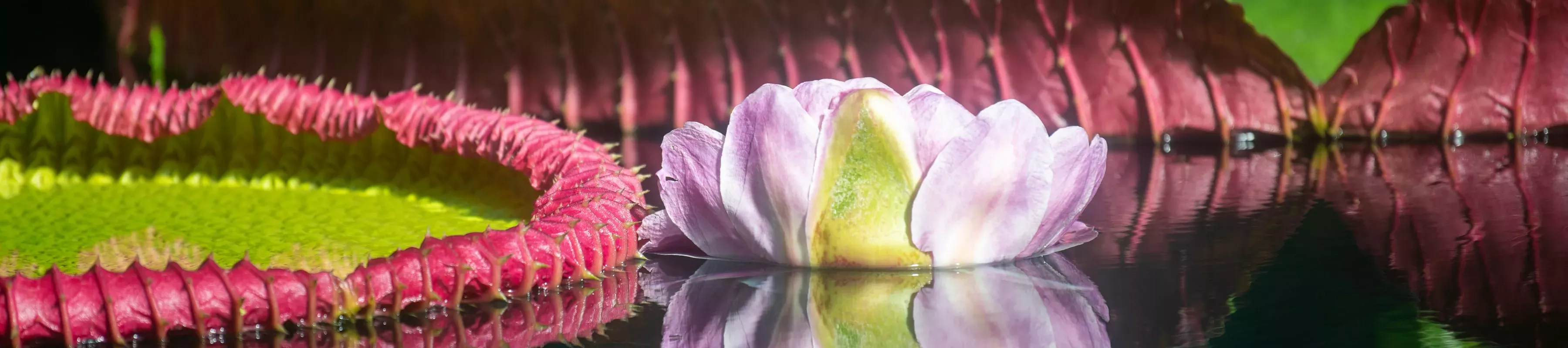 Prickly leaves and large, pink flower of giant waterlily