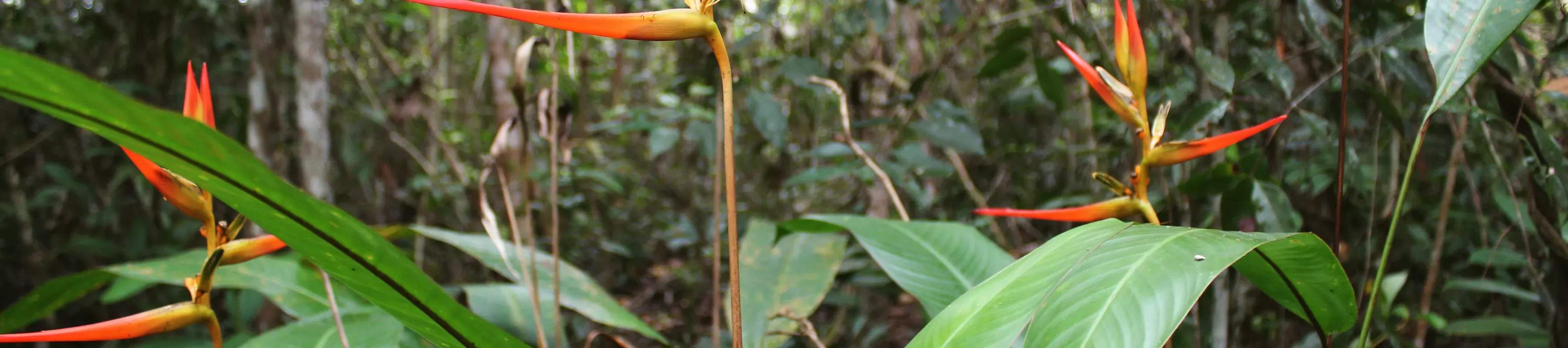 Plants in the Heliconia genus. Large long green leaves are interspersed by long and pointy orange flowers