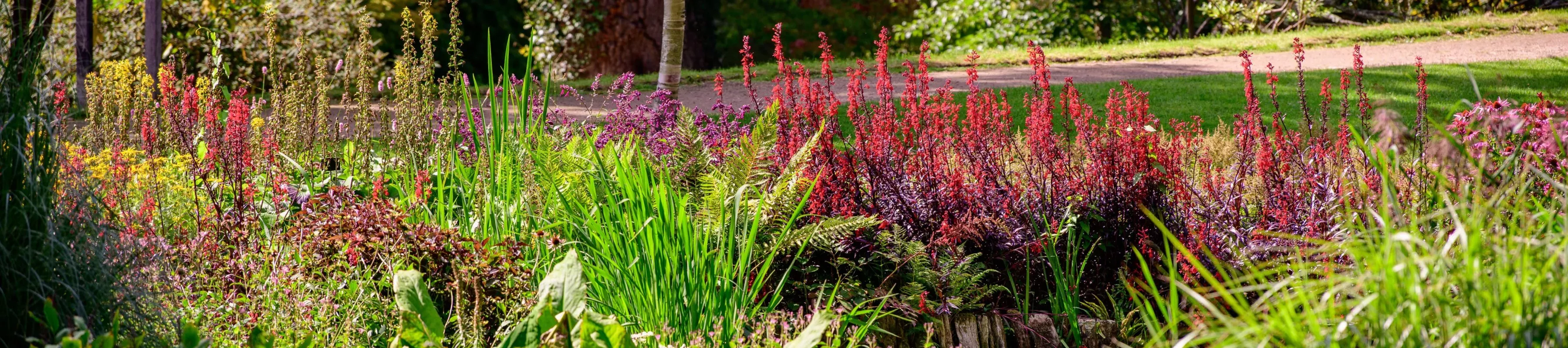 A colourful bog garden at Wakehurst