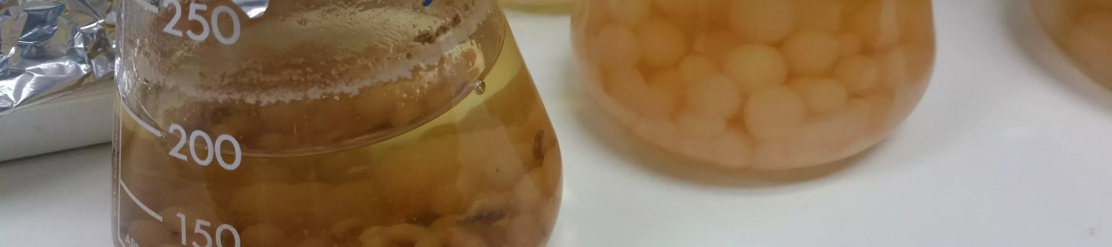 Endophytic fungi being grown in a liquid medium