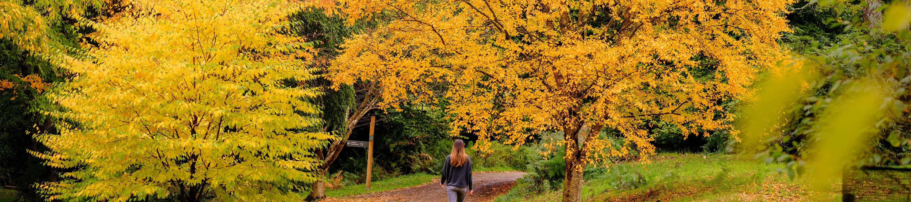 A woman walks towards golden birch trees in autumn