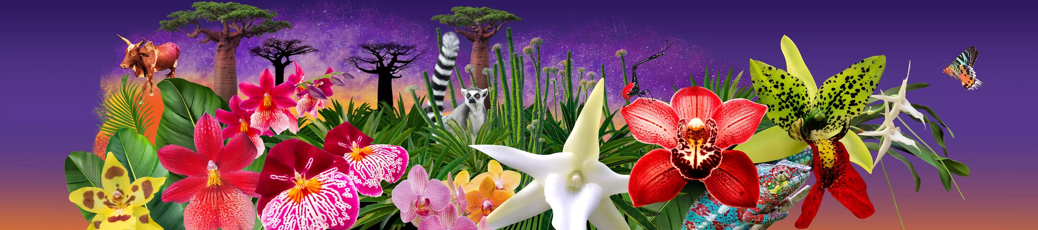 Colourful orchids against a background of baobab trees and lemurs against an evening sky