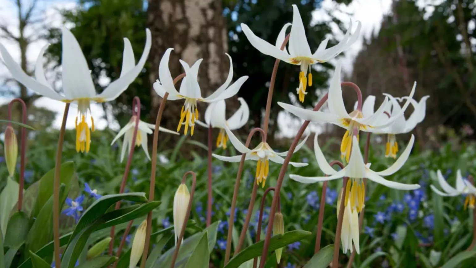 Giant white fawn lily in the Woodland Garden