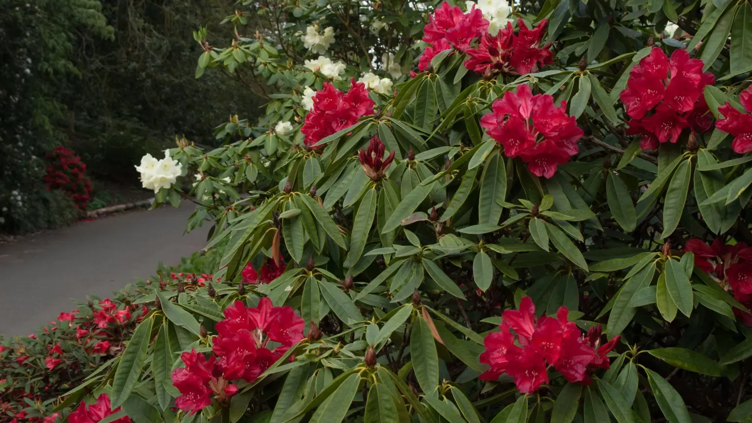 Crimson rhododendrons in the dell 