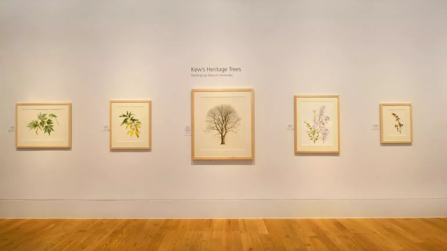 Paintings on display in the Shirley Sherwood Gallery of Botanical Art 