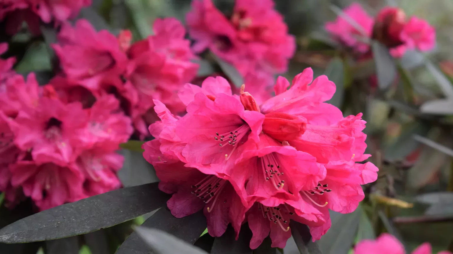 Rhododendrons in Westwood valley