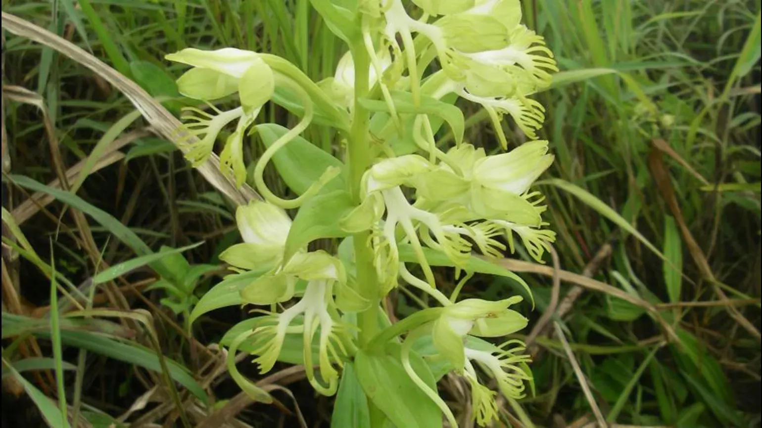 Green flowers of Habenaria jaegeri