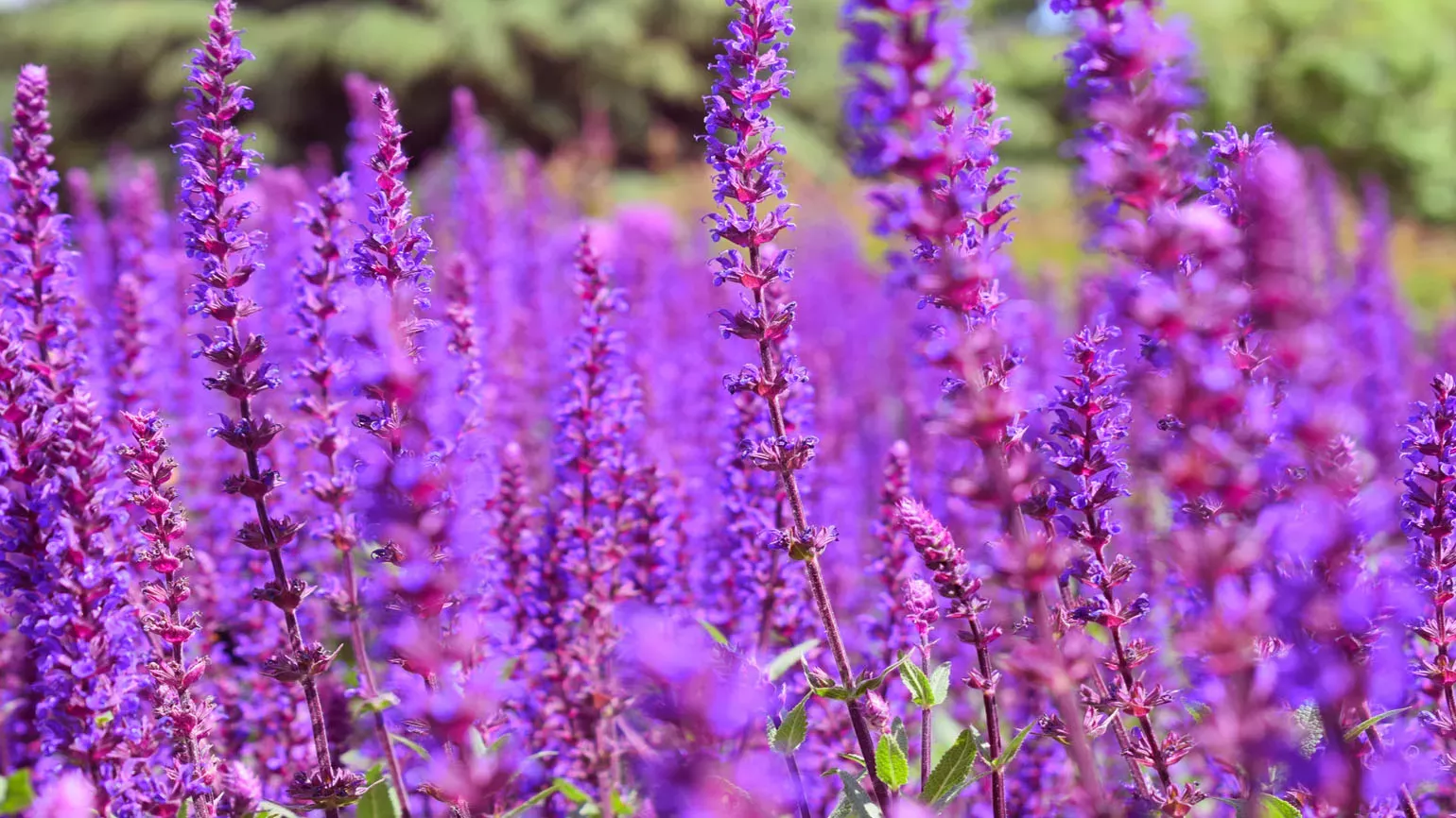 Purple flowers on the Great Broad Walk Borders