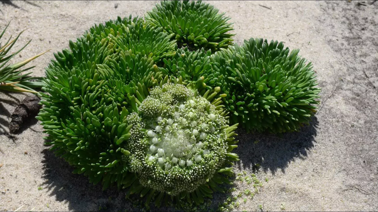 Four round green clusters