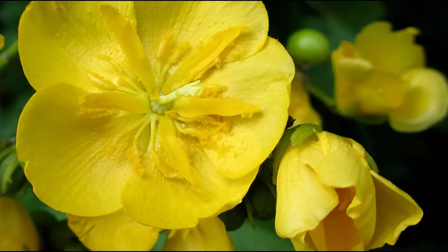 Close up of a yellow flower