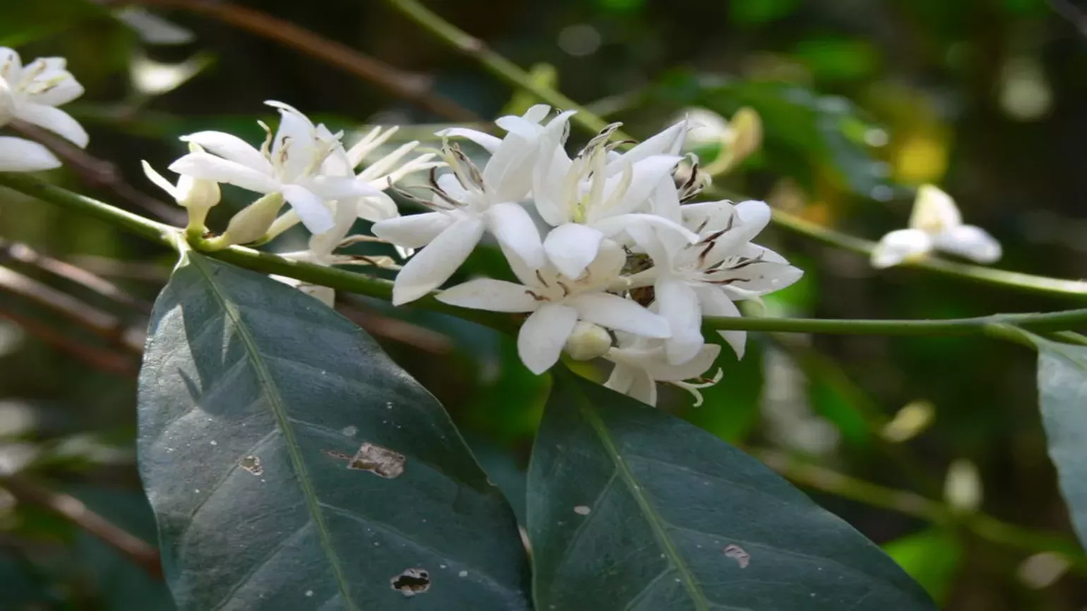 White delicate flowers of arabica coffee