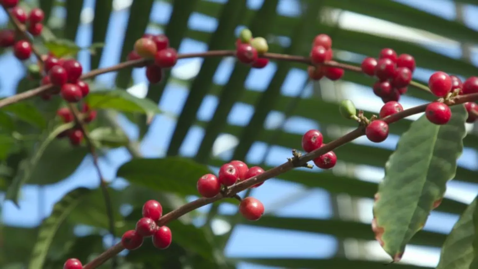 Bright red, rounded berries of arabica coffee