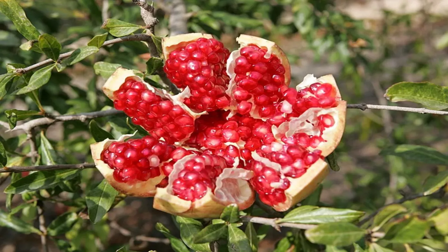 Open pomegranate (Punica granatum) fruit that is spherical and red with deep red tissue surrounding seeds