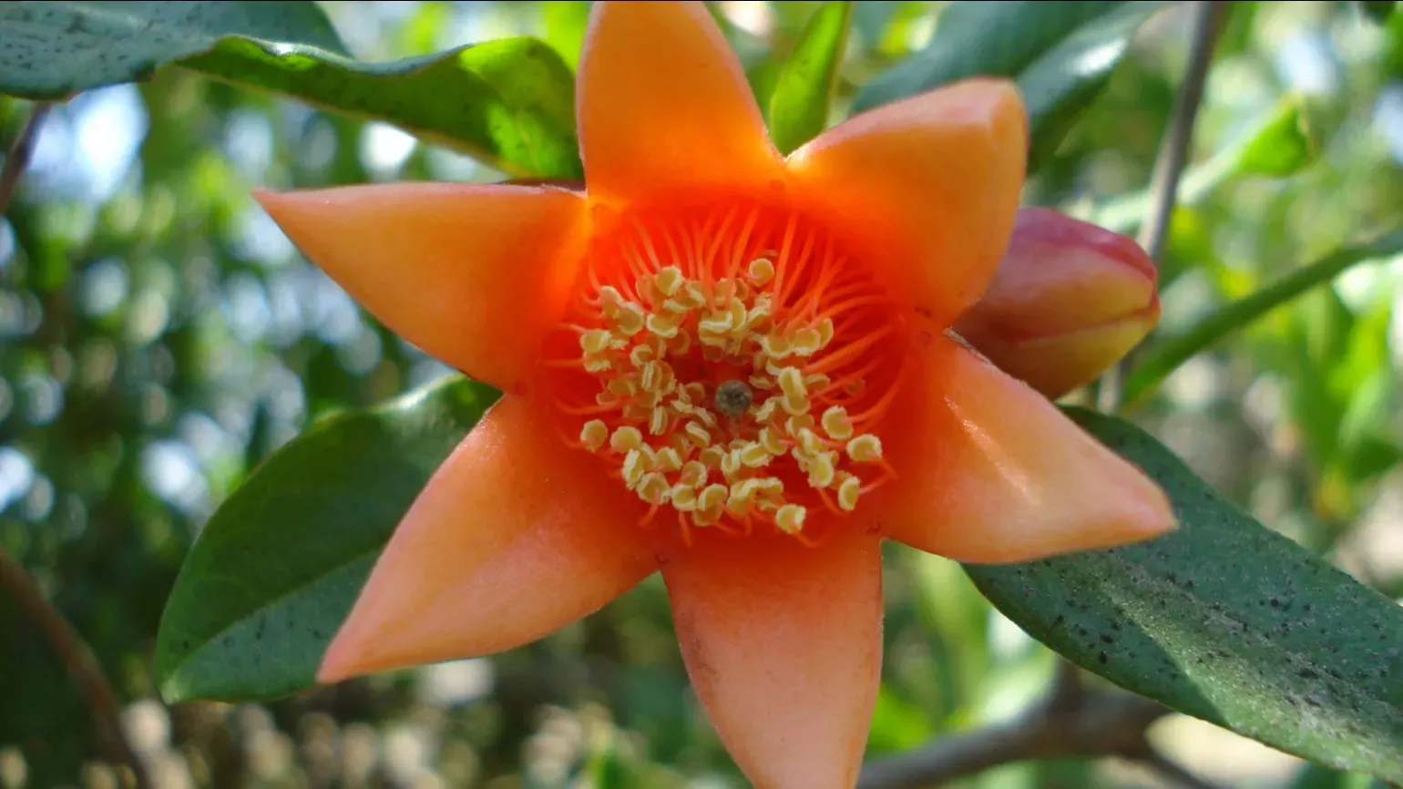 orange-red, fleshy pomegranate flower