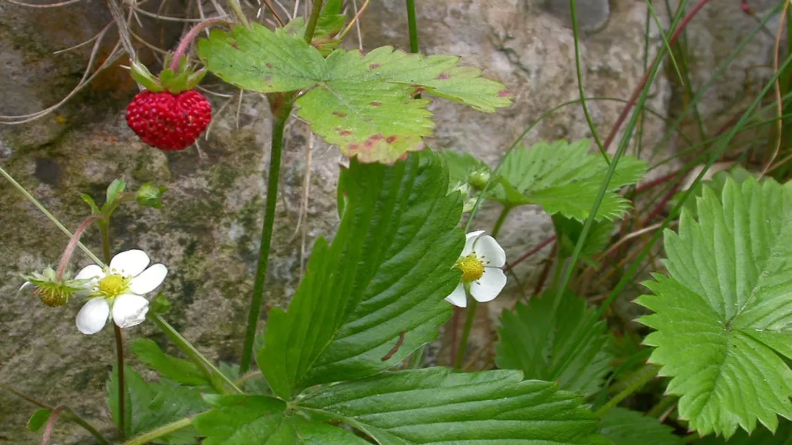 Juicy, red fruits, delicate, white flowers and green leaves