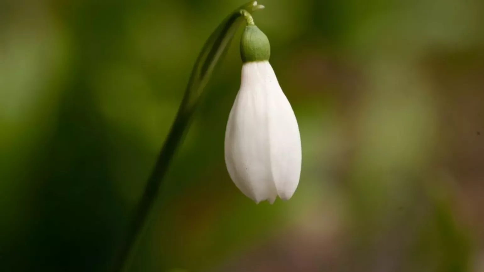 Nodding, white flowers of the common snowdrop