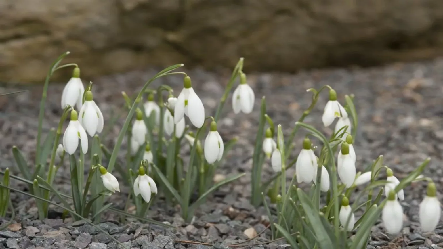 Nodding, white flowers and narrow, greyish-green leaves of the common snowdrop