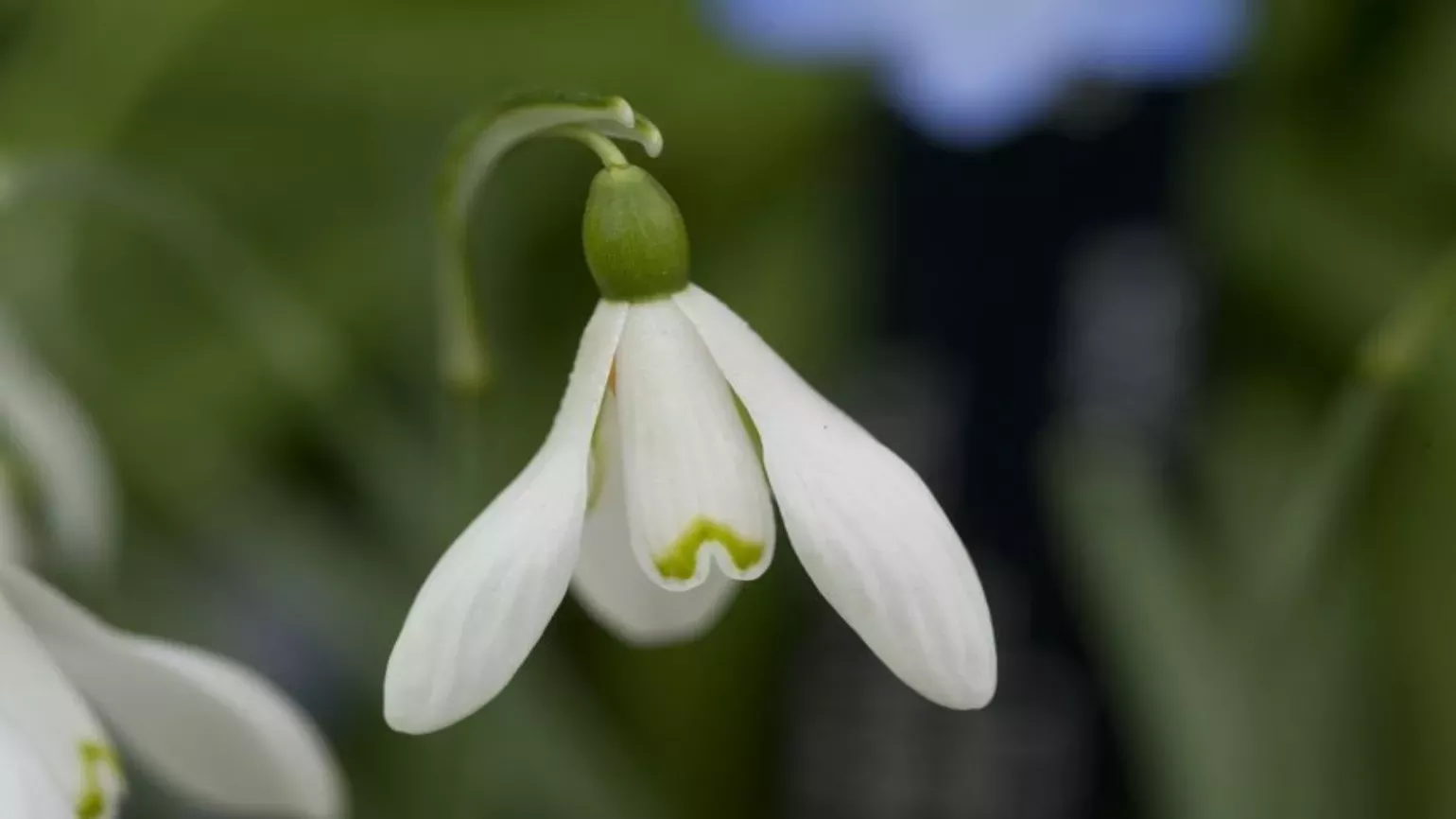 Nodding, white flowers of the commin snowdrop