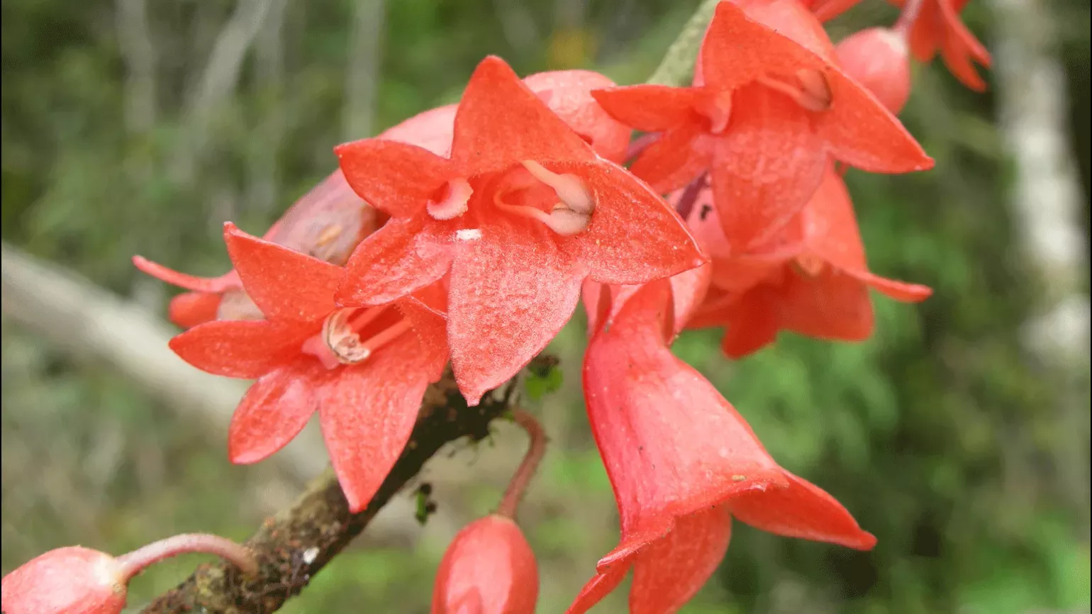 Coral coloured flowers of Cyrtandra