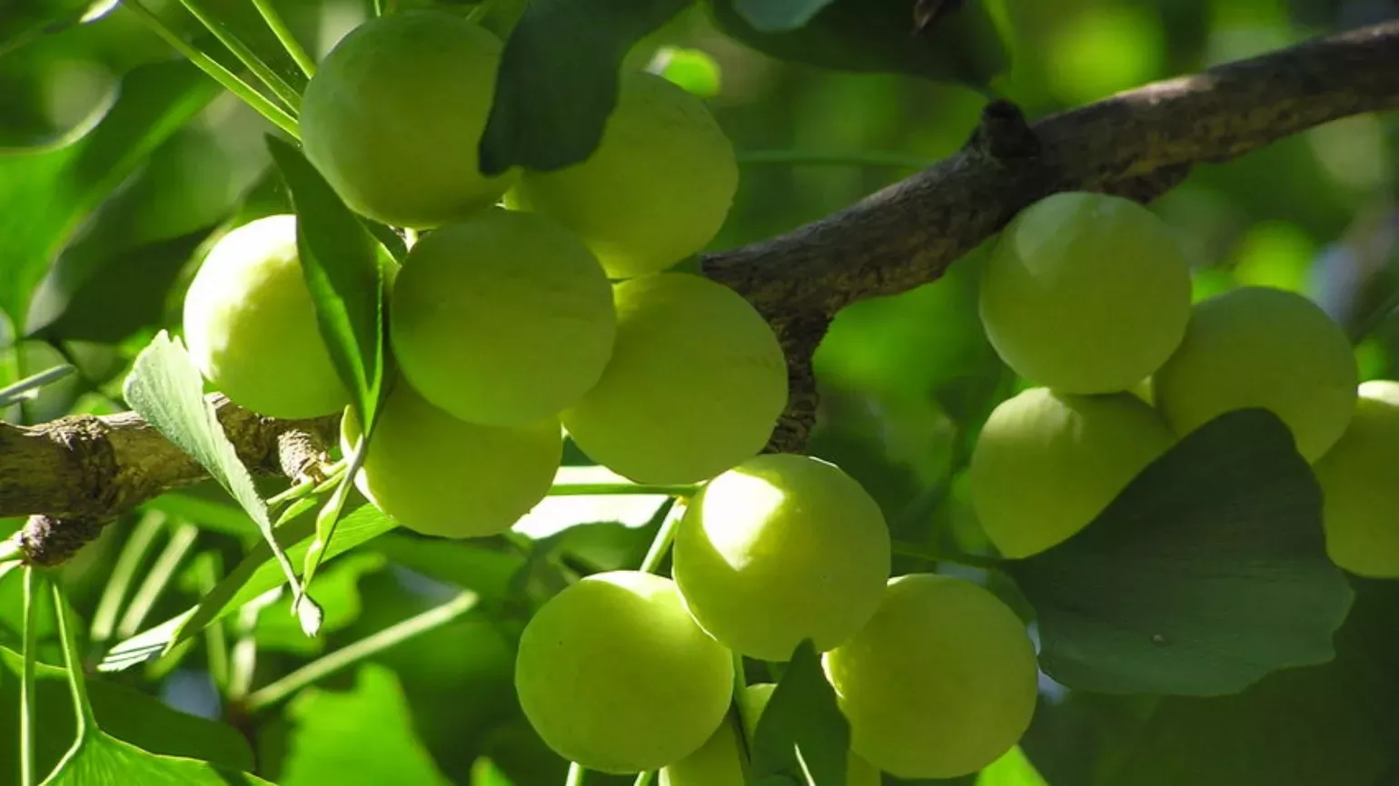 Rounded, green fruits of maidenhair tree