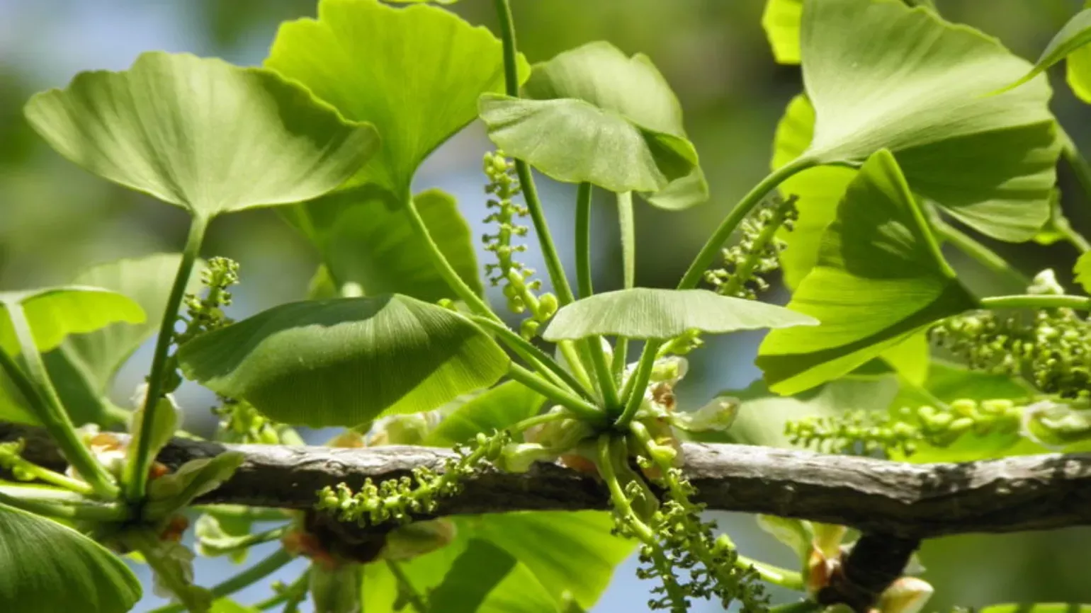 fan-shaped, green leaves and floral spikes of maidenhair tree