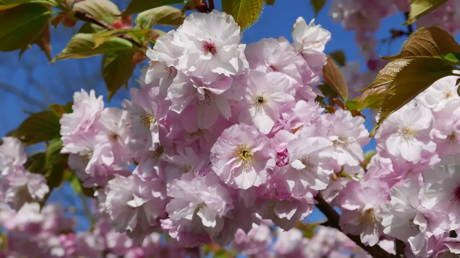 Pink blossom of Japanese cherry cultivar, Prunus 'Matsumae Hanagurama'