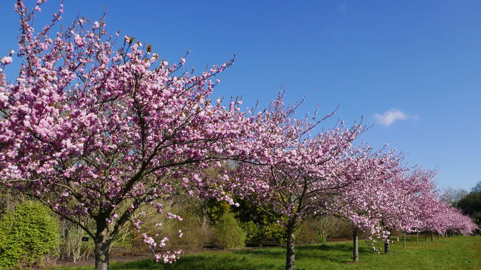Japanese cherry trees on cherry walk with pink blossom