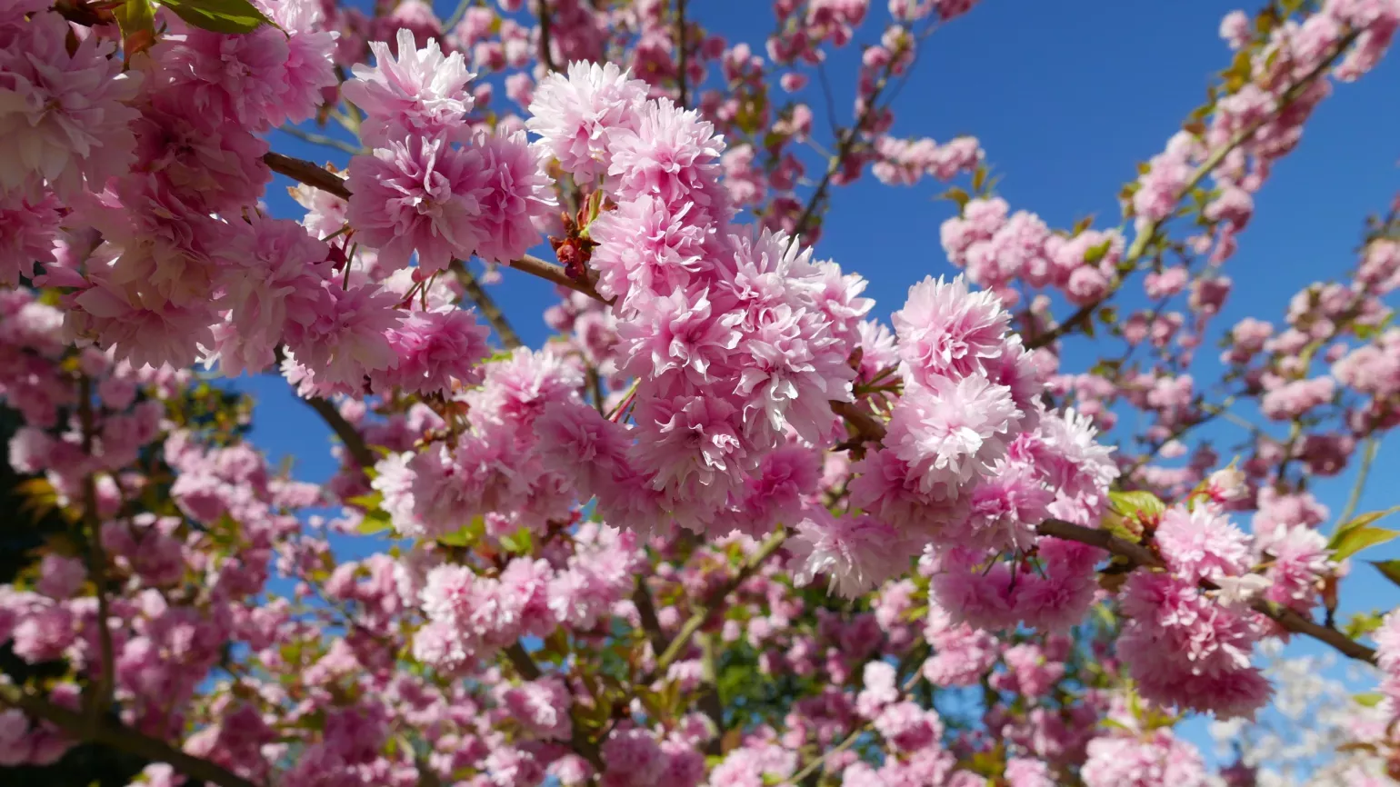 Deep pink cherry blossom