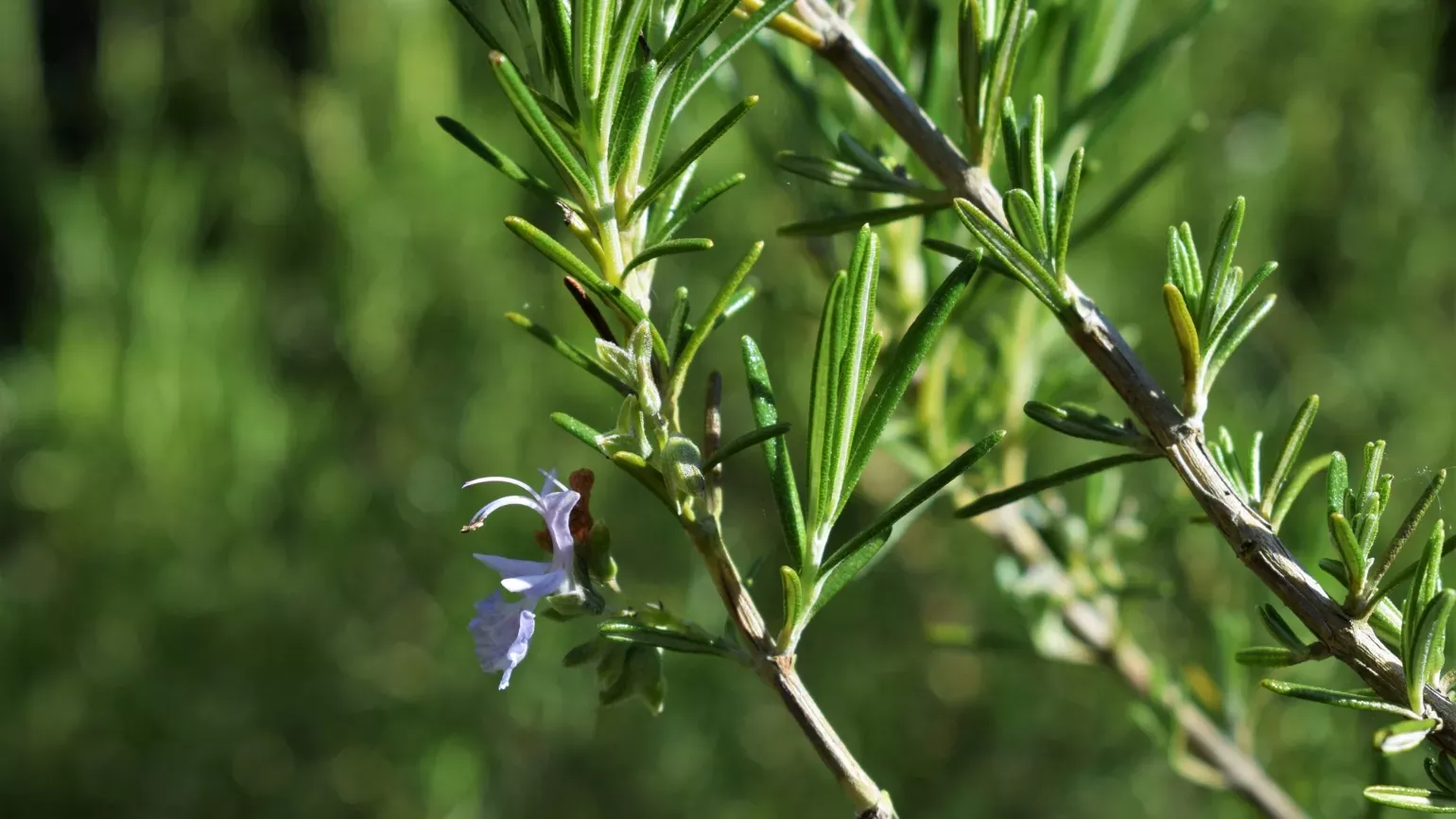Green, needle-like leaves and purplish-blue flower of rosemary