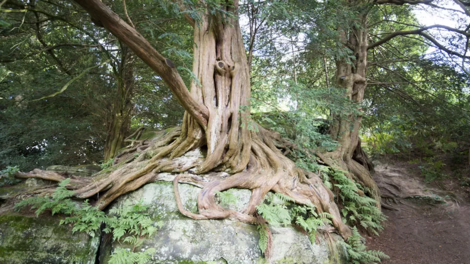 Yew tangling roots over rock