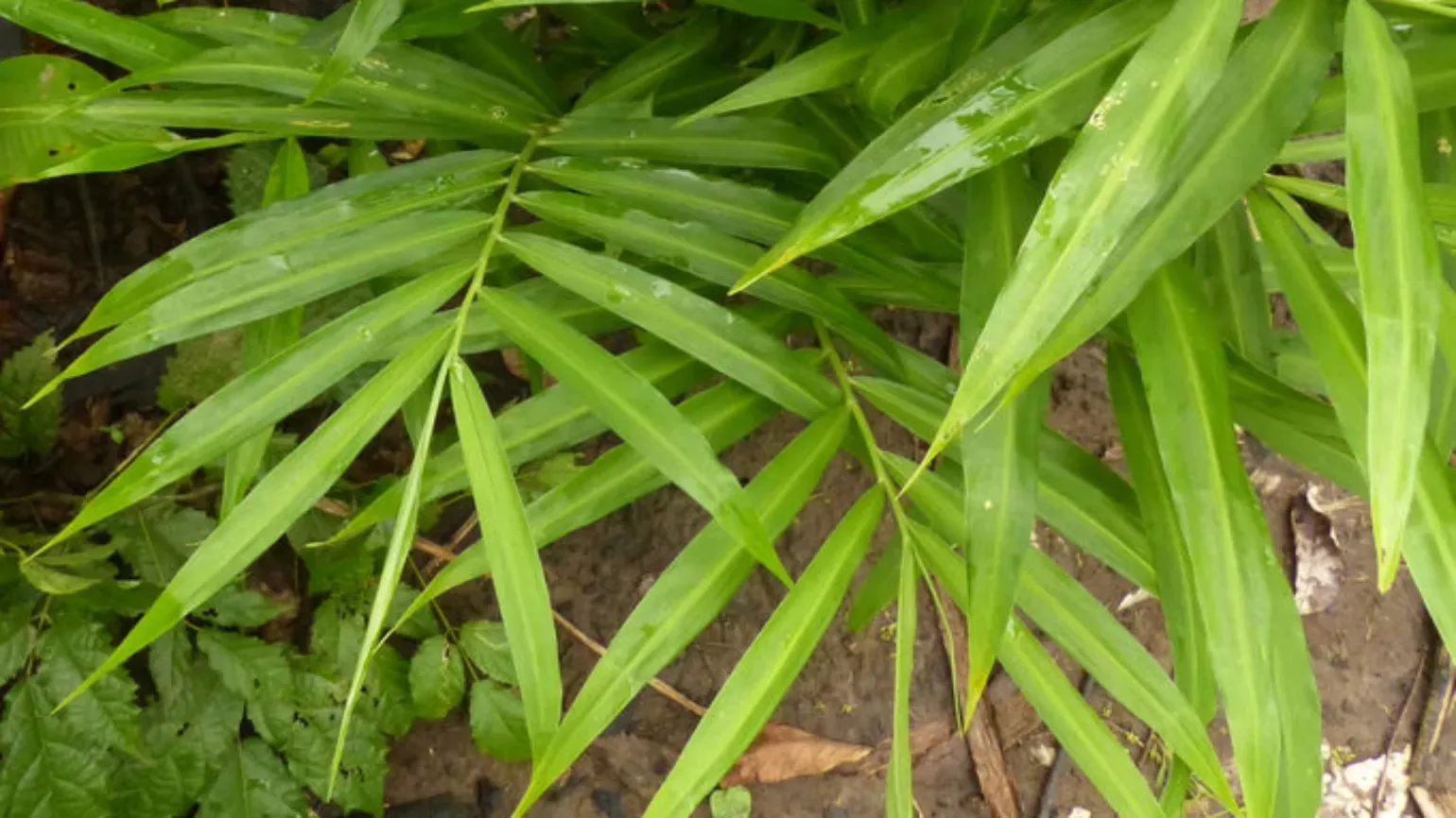 Narrow leaves of ginger plant