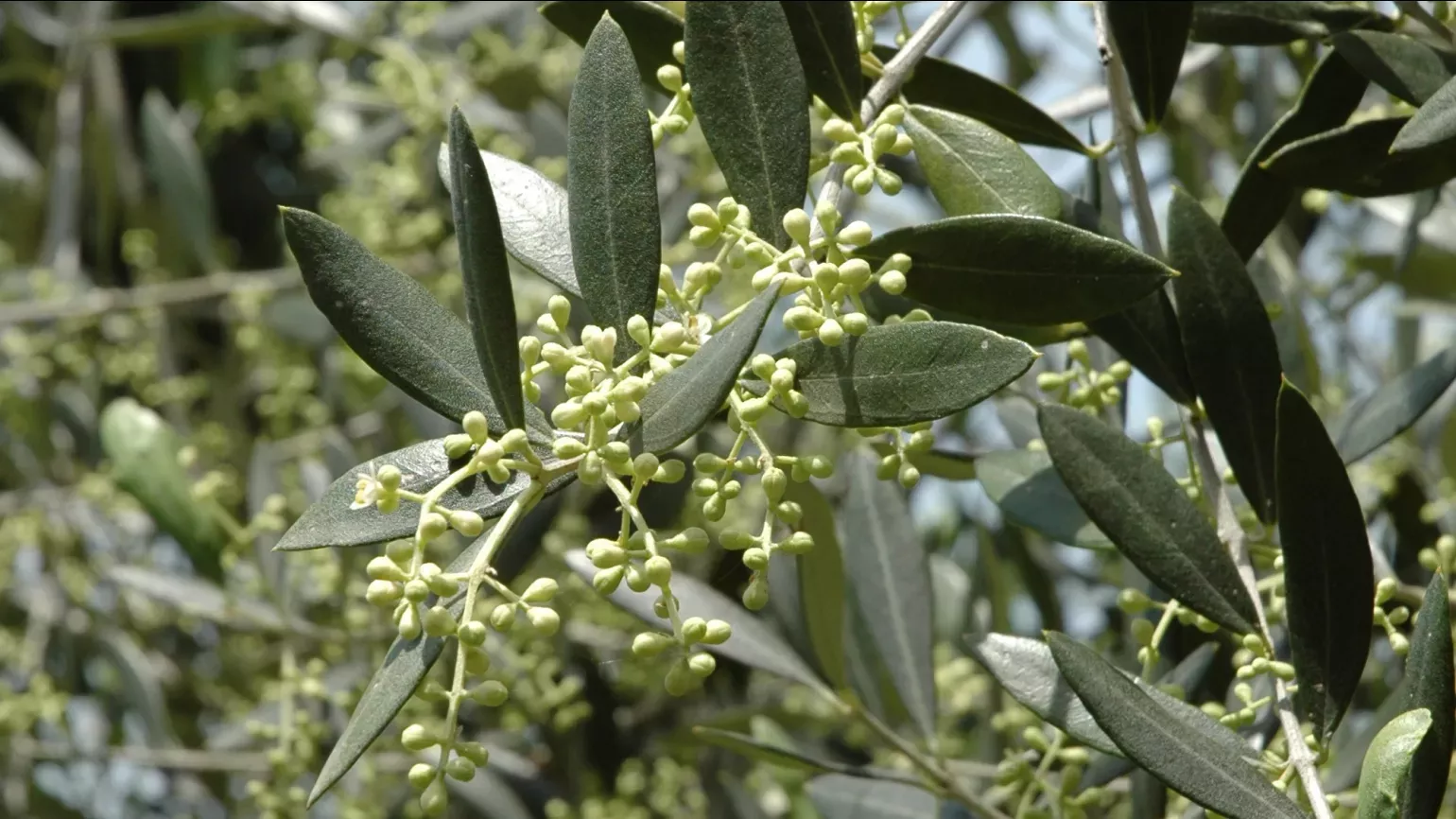 Olive tree with clusters of small, whitish flowers